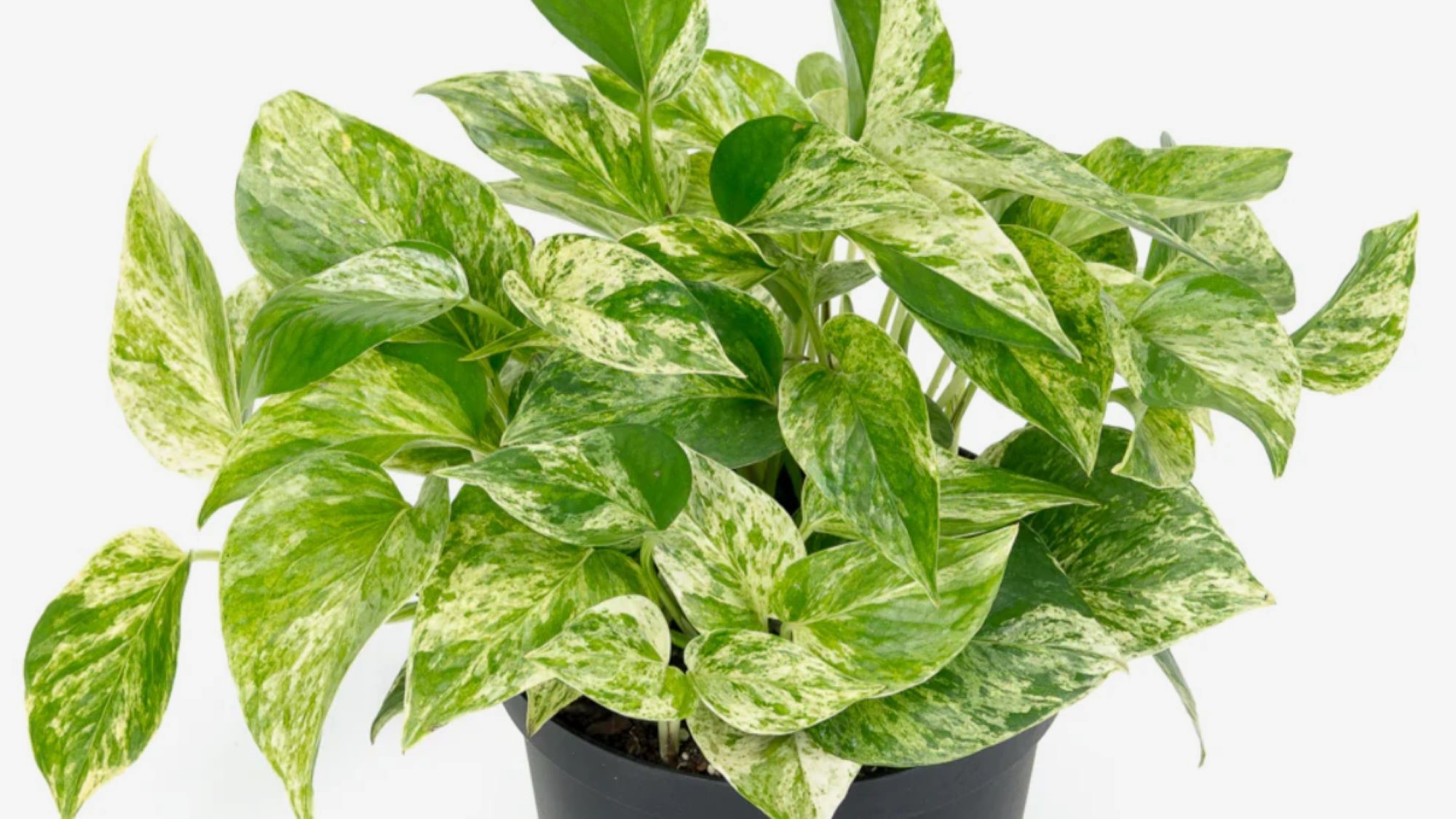 Epipremnum Marble Queen 2000x1125